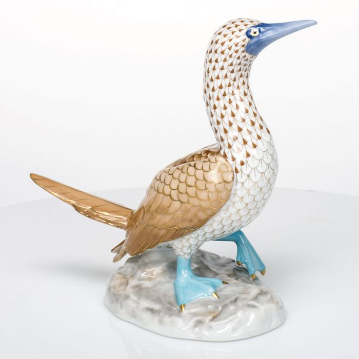 Blue Footed Booby LE