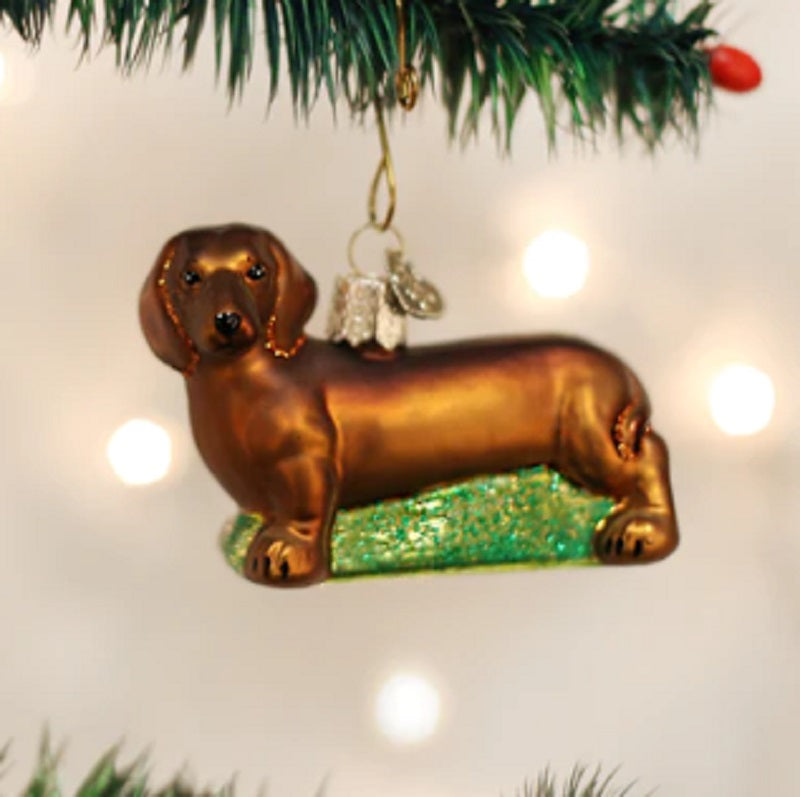 Dachshund
