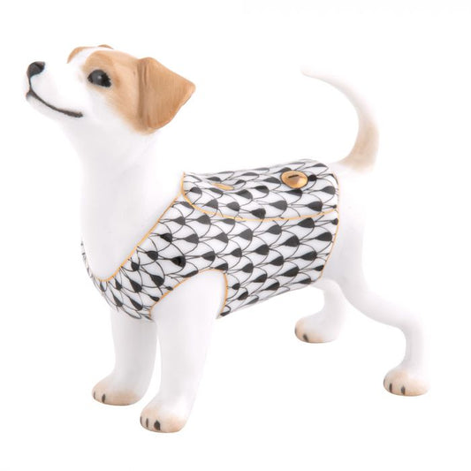 Jack Russell Terrier