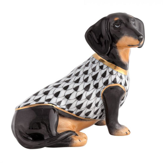 Dachshund with Sweater