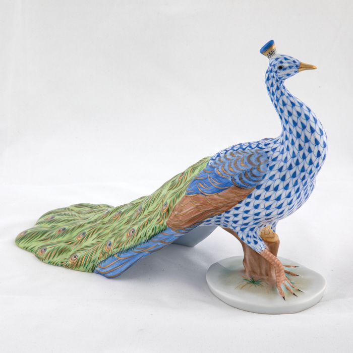 Proud Peacock