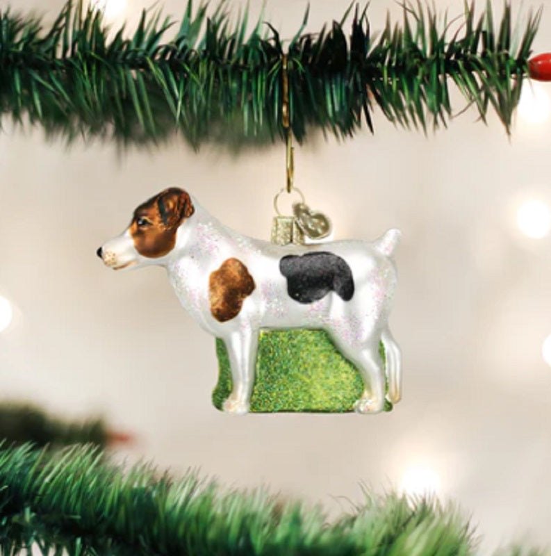 Jack Russell Terrier